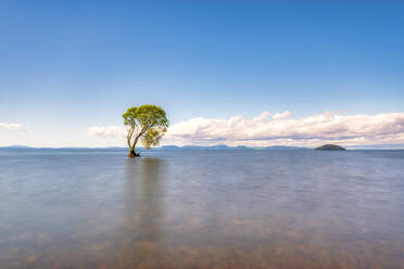 Tree in Lake Taupo, South Island, New Zealand - SMAF01689