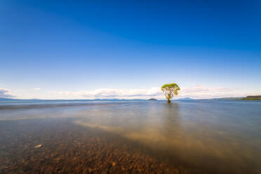 Tree in Lake Taupo, South Island, New Zealand - SMAF01690
