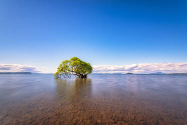 Tree in Lake Taupo, South Island, New Zealand - SMAF01691