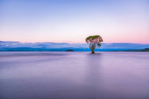 Baum im Lake Taupo am Abend, Südinsel, Neuseeland - SMAF01694