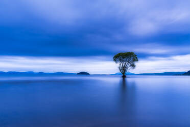 Tree in Lake Taupo in the evening, South Island, New Zealand - SMAF01695