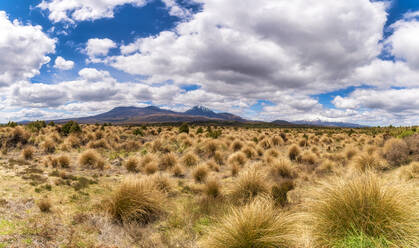 Tongariro-Nationalpark, Südinsel, Neuseeland - SMAF01697