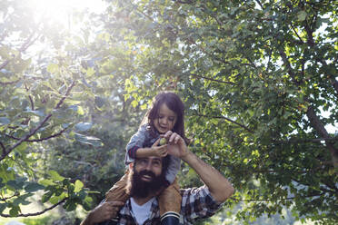 Vater mit Kind auf den Schultern in einem Obstgarten - SODF00330