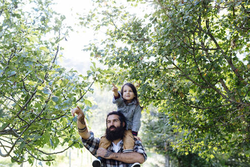 Vater mit Kind auf den Schultern in einem Obstgarten - SODF00332