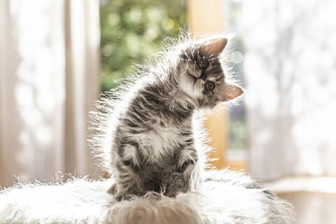 Porträt eines niedlichen flauschigen Kätzchens, das den Kopf neigt, lizenzfreies Stockfoto