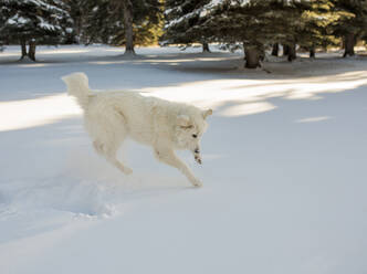 Hund springt auf verschneites Feld - CAVF68283