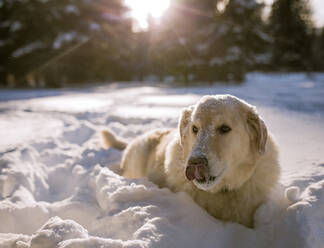 Hund streckt die Zunge heraus, während er sich auf einem verschneiten Feld entspannt - CAVF68286