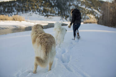 Rear view of woman walking dogs on deep snow - CAVF68287