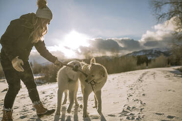 Side view of woman playing with dogs carrying stick in mouth on snow covered field - CAVF68288