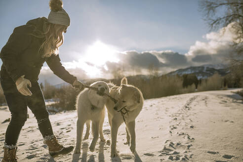 Seitenansicht einer Frau, die mit Hunden spielt und einen Stock im Mund trägt, auf einem schneebedeckten Feld - CAVF68288