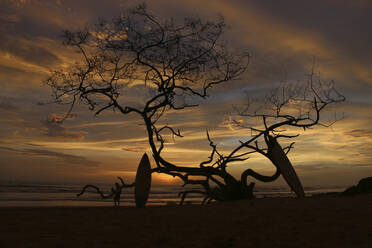 Silhouette Person mit Surfbrett stehen durch kahlen Baum am Strand während des Sonnenuntergangs - CAVF68306