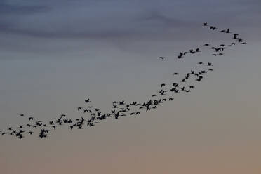 Germany, Brandenburg, Flock of cranes flying against sky at dusk - JTF01415