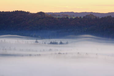 Germany, Bavaria, Thick morning fog shrouding forest in Isarauen nature reserve - SIEF09274