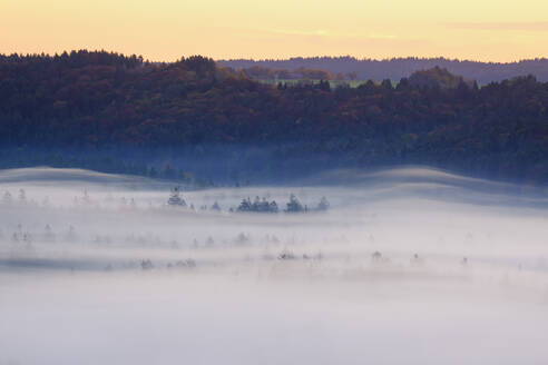 Deutschland, Bayern, Dichter Morgennebel über dem Wald im Naturschutzgebiet Isarauen - SIEF09274