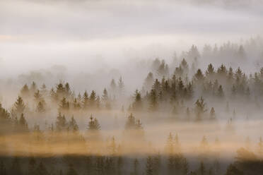 Deutschland, Bayern, Luftaufnahme von dichtem Morgennebel, der den Wald im Naturschutzgebiet Isarauen einhüllt - SIEF09275
