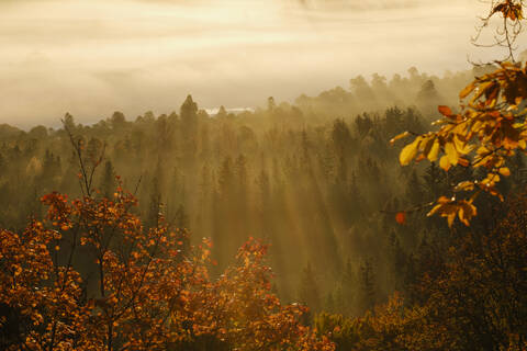 Deutschland, Bayern, Morgendliches Sonnenlicht beleuchtet nebligen Wald im Naturschutzgebiet Isarauen, lizenzfreies Stockfoto