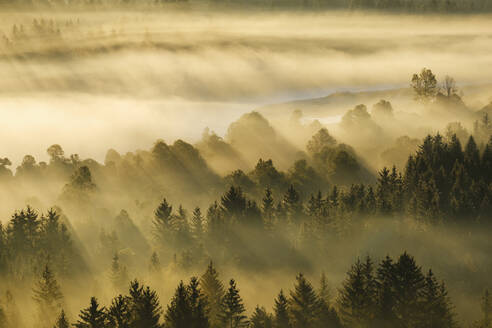 Deutschland, Bayern, Luftaufnahme von dichtem Morgennebel, der den Wald im Naturschutzgebiet Isarauen einhüllt - SIEF09279