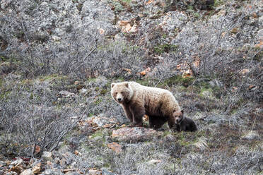 Bär und Jungtier an Land inmitten von getrockneten Pflanzen im Denali-Nationalpark - CAVF68346