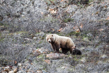 Bear and cub on land amidst dried plants at Denali National Park - CAVF68346