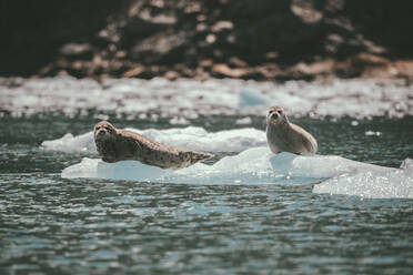 Porträt von Seelöwen auf dem Eis im Meer im Kenai Fjords National Park - CAVF68347