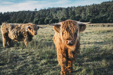 Highland cattles grazing at grassy field - CAVF68362