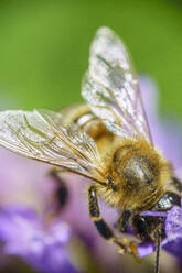 Nahaufnahme einer Honigbiene auf einer Blüte - CAVF68368
