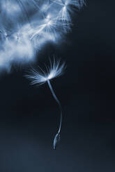 Close-up of falling dandelion seed - CAVF68405