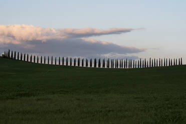 Trees growing on field against sky during sunset - CAVF68417