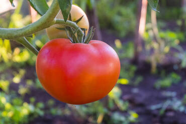 Nahaufnahme einer Tomatenpflanze auf einem Bauernhof - CAVF68437