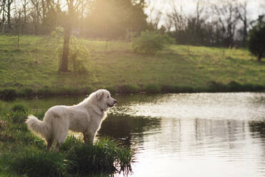 Hund schaut weg, während er bei Sonnenuntergang am Seeufer steht - CAVF68444