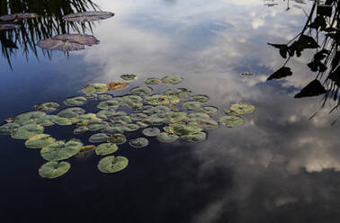 Hohe Winkel Ansicht von Lotusblättern schwimmend auf See - CAVF68451