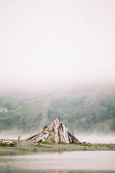 Brennholz am Berg bei nebligem Wetter - CAVF68465