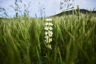 Flowering plant amidst grassy field at Gaviota State Park - CAVF68473