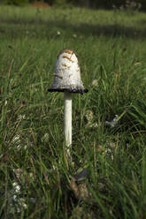 Germany, Brandenburg, Parasol mushroom growing in grass - JTF01417
