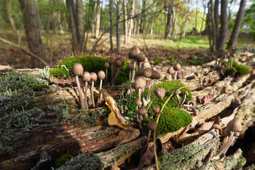 Deutschland, Brandenburg, Pilze wachsen auf umgestürztem Baum im Wald - JTF01418