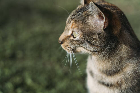 Porträt einer getigerten Katze mit Blick in die Ferne im Freien - GEMF03278