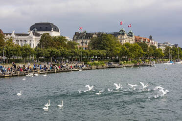 Switzerland, Canton of Zurich, Zurich, Flock of mute swans swimming in Lake Zurich - WDF05536