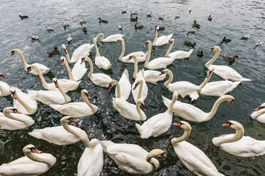 Schweiz, Kanton Zürich, Zürich, Schwarm von Höckerschwänen (Cygnus olor) beim Schwimmen im Zürichsee - WDF05558