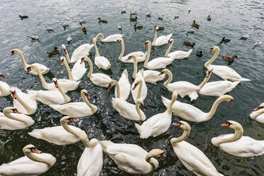 Switzerland, Canton of Zurich, Zurich, Flock of mute swans (Cygnus olor) swimming in Lake Zurich - WDF05558