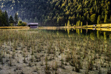 Germany, Bavaria, Grass growing on shore of Ferchensee lake - STSF02331