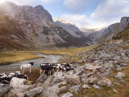 Kühe auf der Weide im Naturpark Adamello, Italien - LAF02404