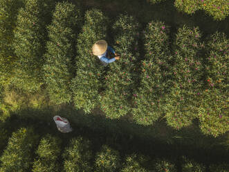 Indonesien, Bali, Luftaufnahme eines Bauern bei der Arbeit in einer Blumenplantage - KNTF03665