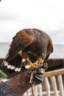 Eating buzzard standing on a hand - AFVF04155