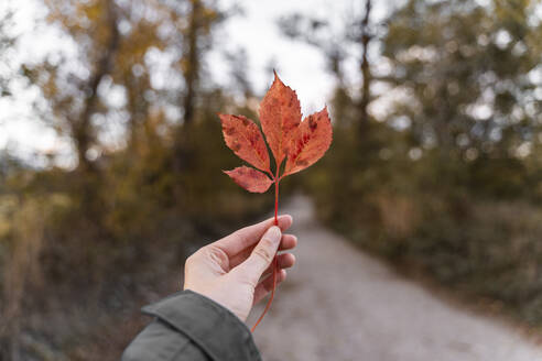 Frau hält ein Herbstblatt im Freien - AFVF04160