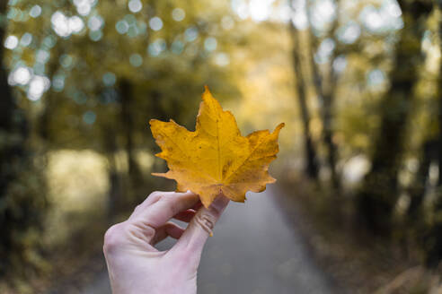 Frau hält ein Herbstblatt im Freien - AFVF04164