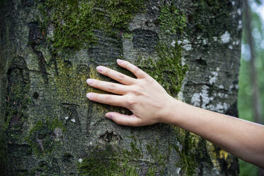 Weibliche Hand berührt einen Baum - MAMF00950