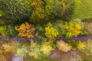 Germany, Bavaria, Upper Bavaria, Toelzer Land, Konigsdorf, Aerial view of Autumn forest and footpath - SIEF09287