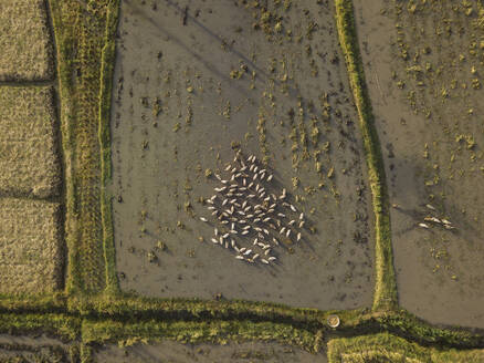 Luftaufnahme von Enten auf einem Reisfeld, Bali, Indonesien - KNTF03671