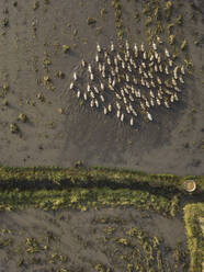 Luftaufnahme von Enten auf einem Reisfeld, Bali, Indonesien - KNTF03673