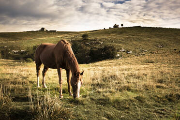 Italy, Verona, Lessinia, Horse grazing in field - GIOF07570